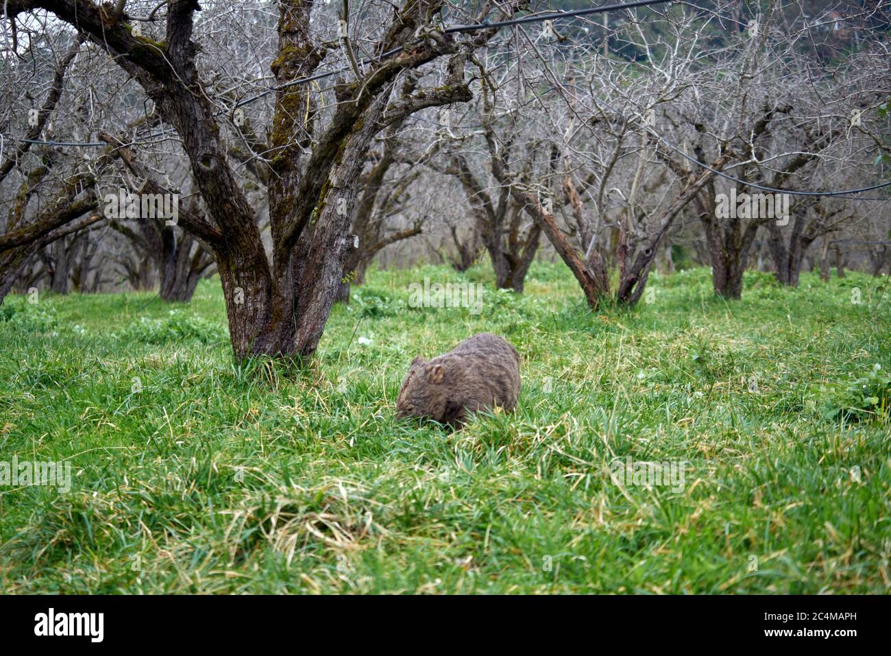 Candlebark Park, Wombat, Stock Photo