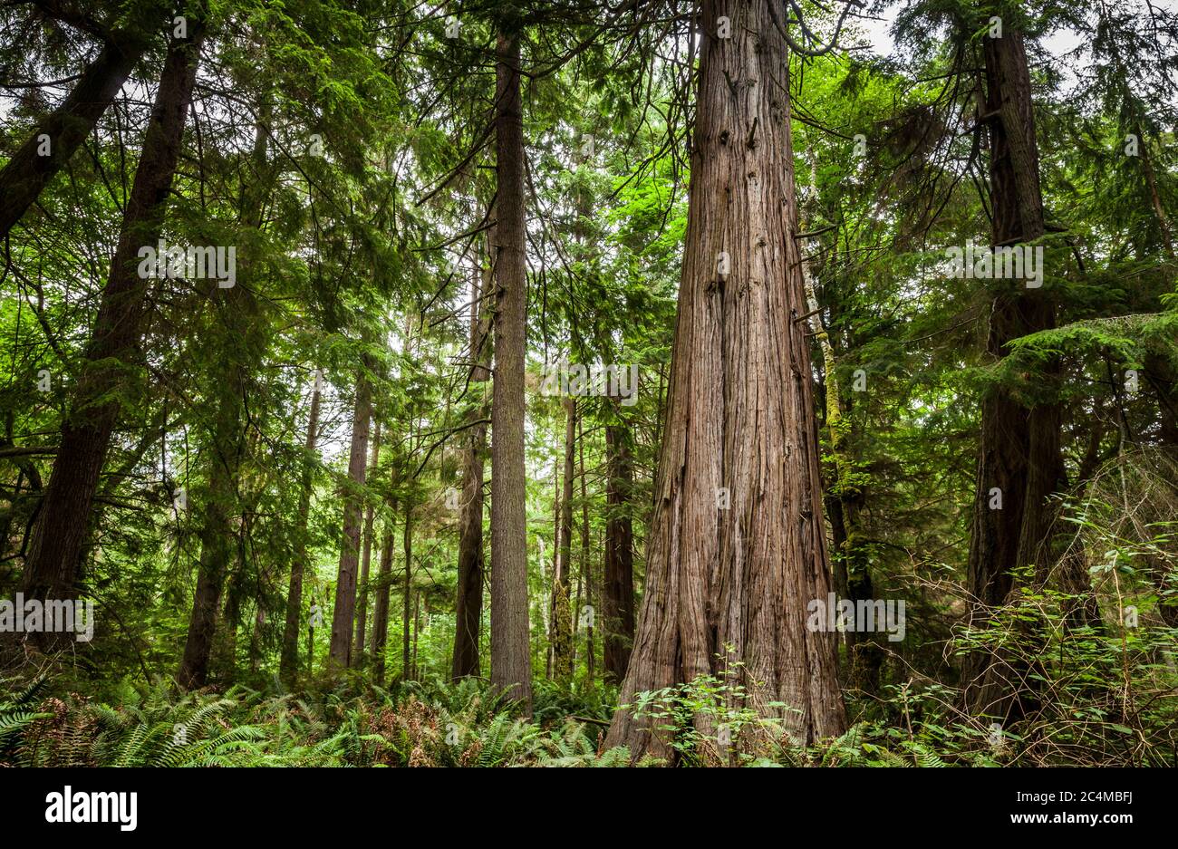 South whidbey island state park hires stock photography and images Alamy