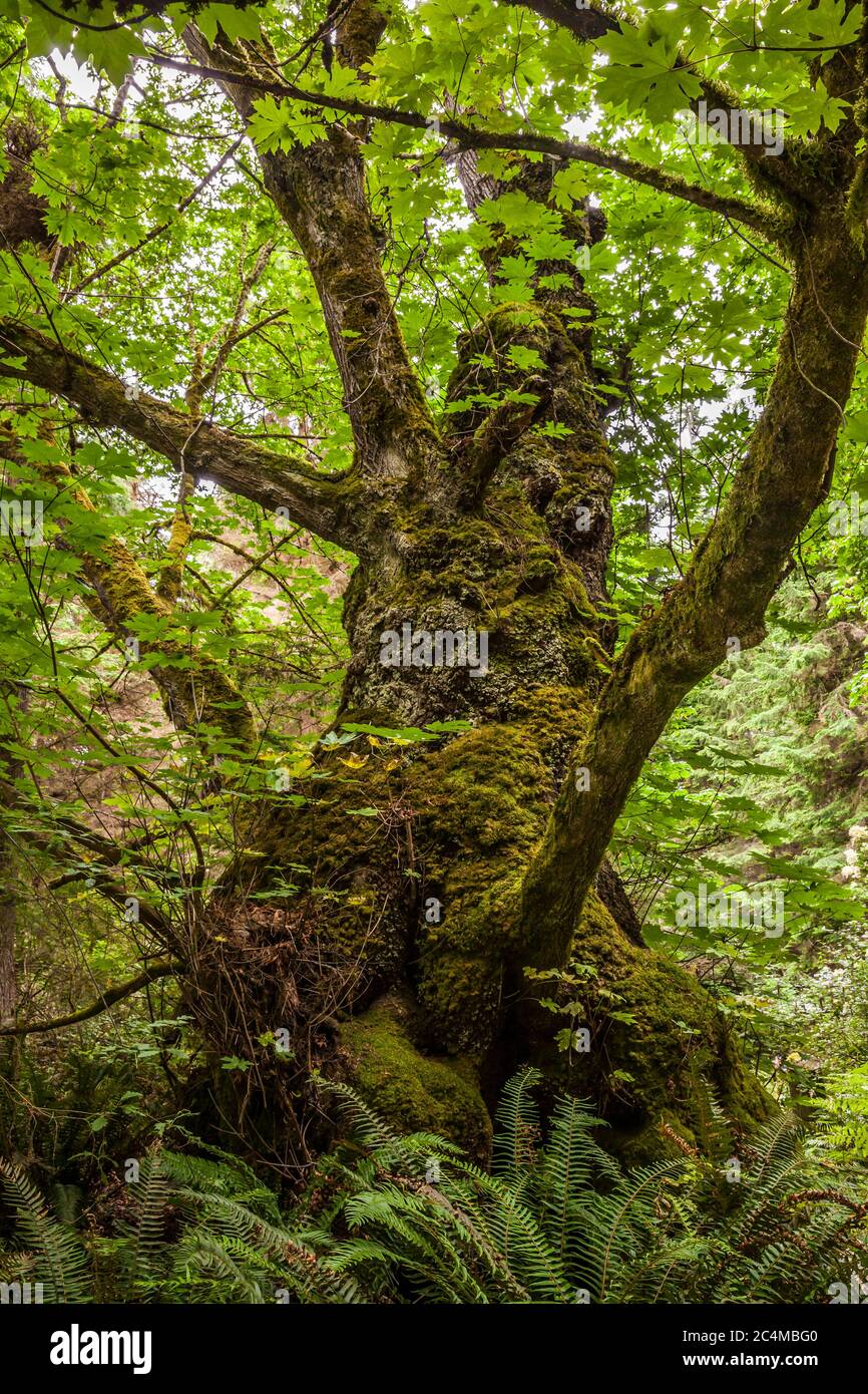 A Big leaf maple tree in South Whidbey Island State Park, Washington