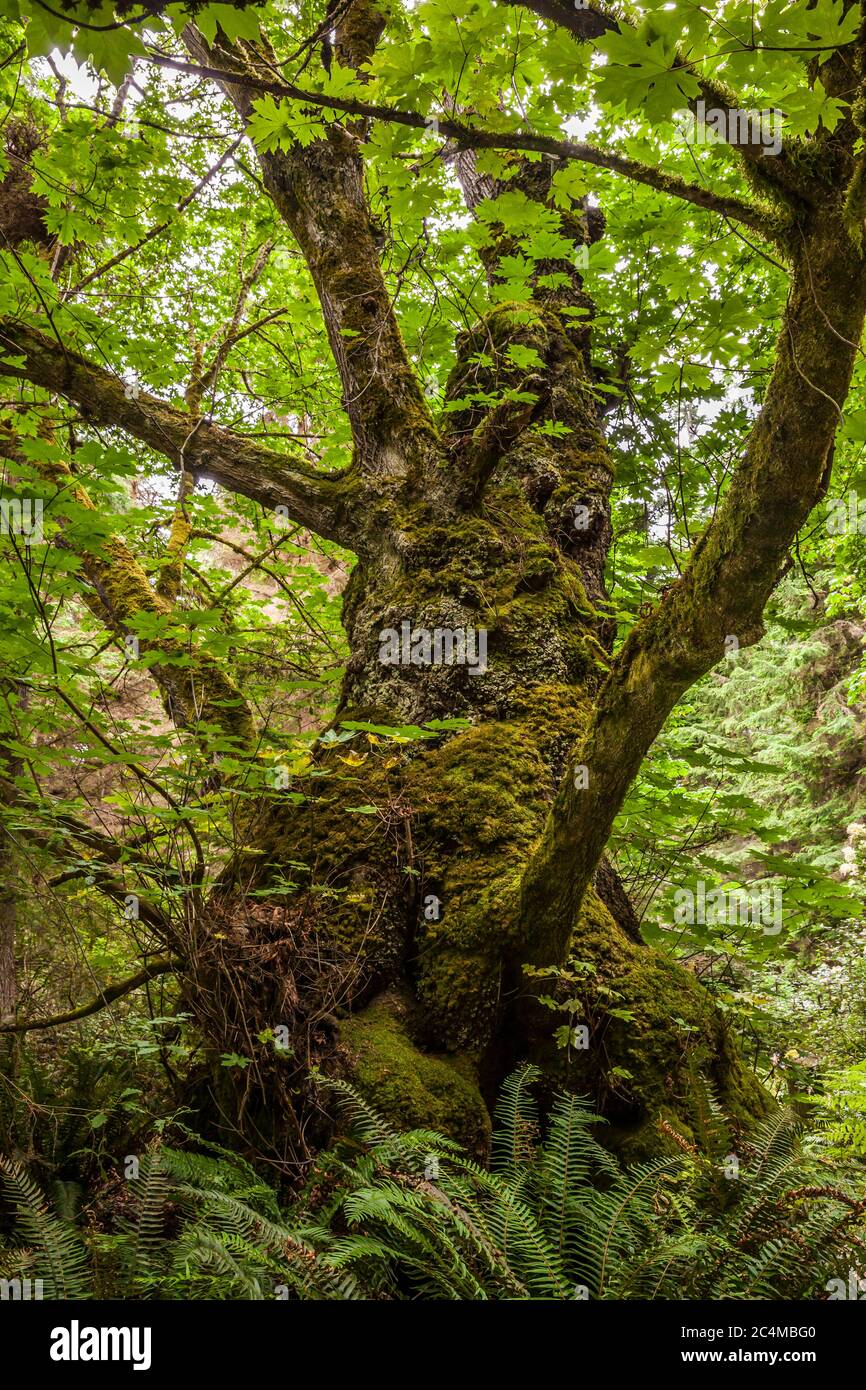 A Big leaf maple tree in South Whidbey Island State Park, Washington, USA. Stock Photo