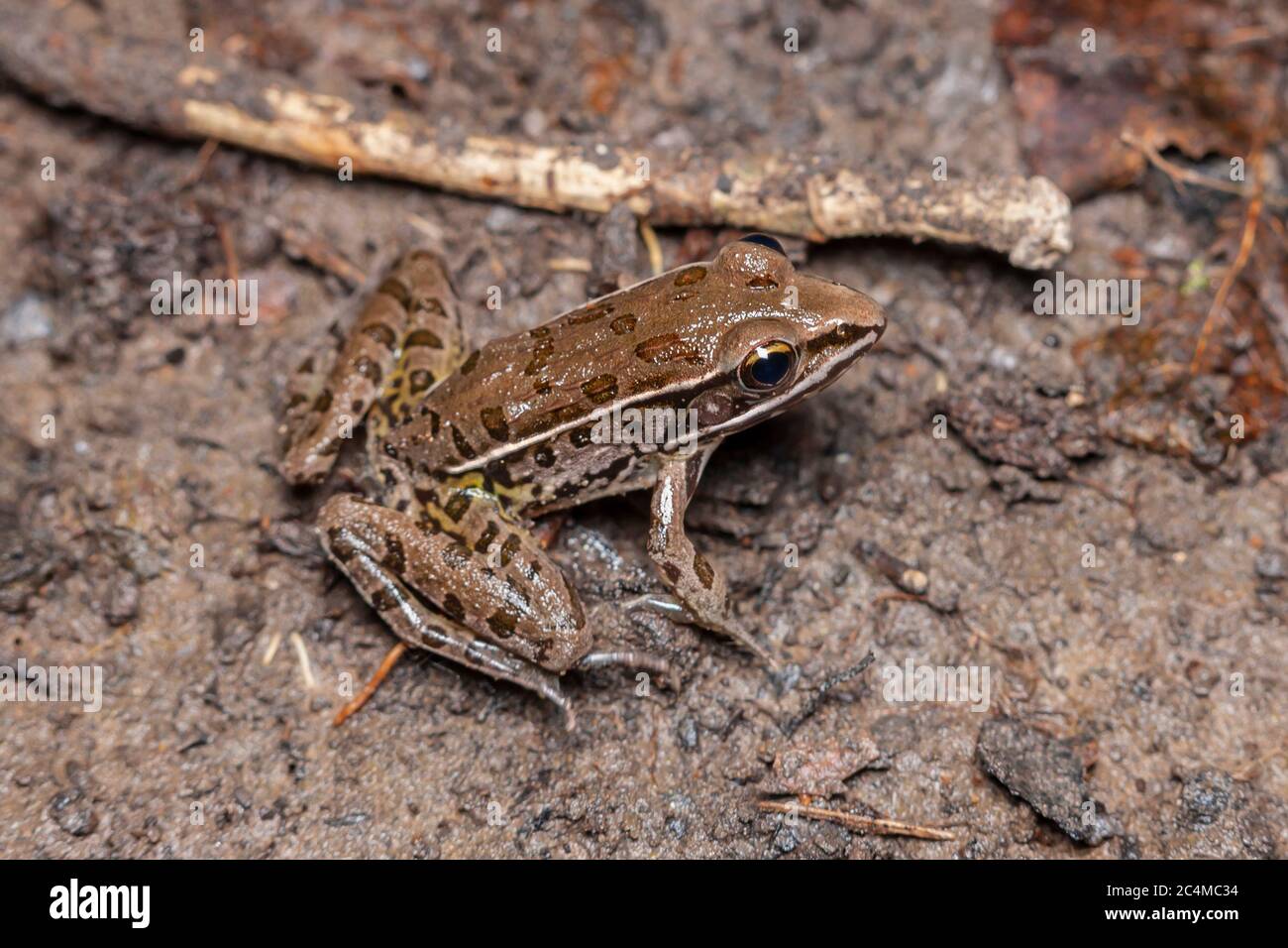 Southern Leopard Frog (Lithobates sphenocephalus) Stock Photo