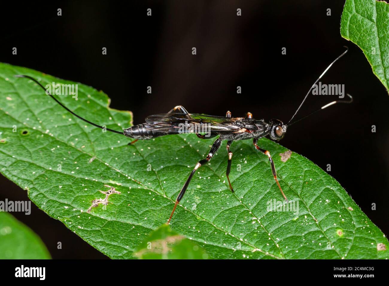 A female Ichneumonid Wasp (Xorides sp.) perches on a leaf Stock Photo ...