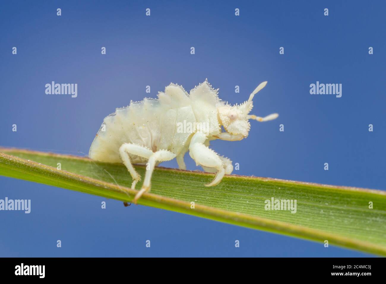 Jagged Ambush Bug (Phymata fasciata) - Nymph Stock Photo