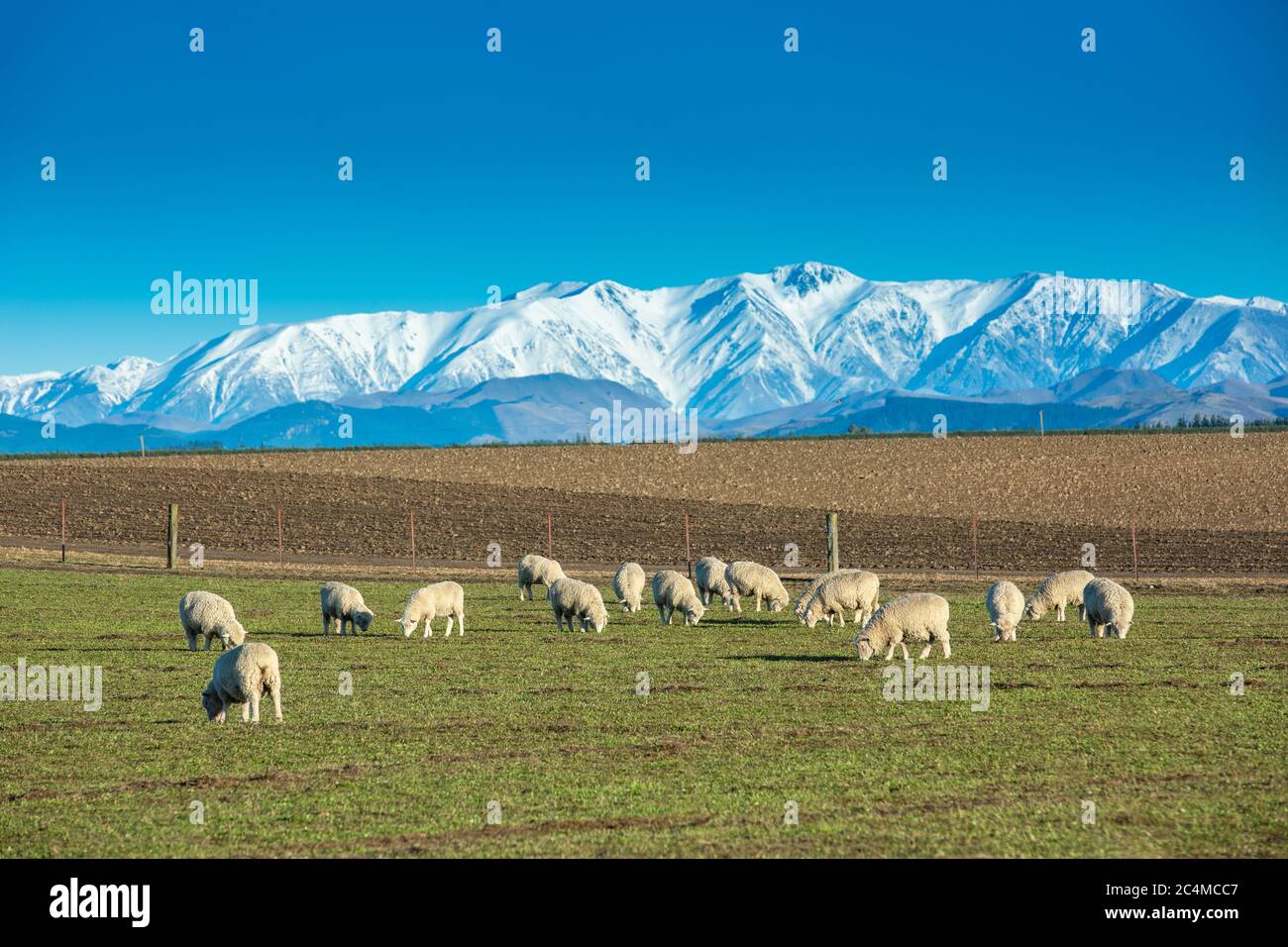 Beautiful landscape of the New Zealand - hills covered by green grass with herds of sheep with snow mountain. Stock Photo