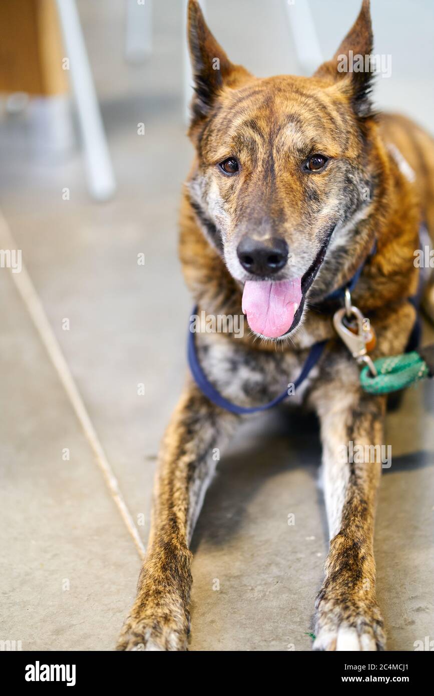 Brown dog sitting on the floor with tongue out Stock Photo