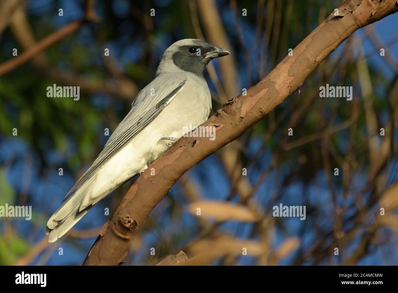 Black-faced Cuckoo-shrike, a native Australian passerine bird, in NSW Australia Stock Photo