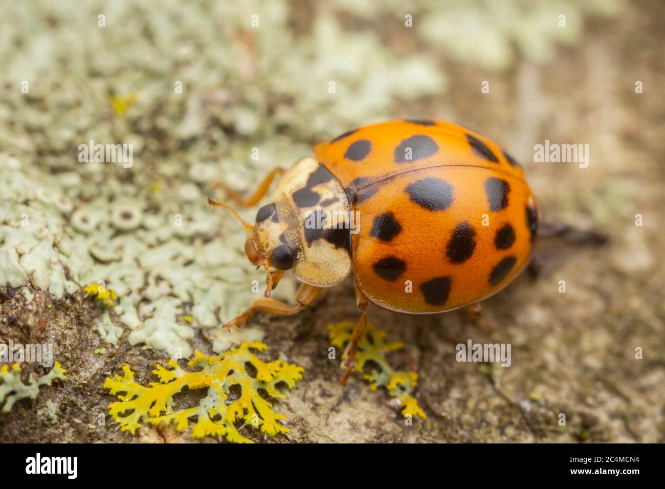 Asian Lady Beetle (Harmonia axyridis) Stock Photo