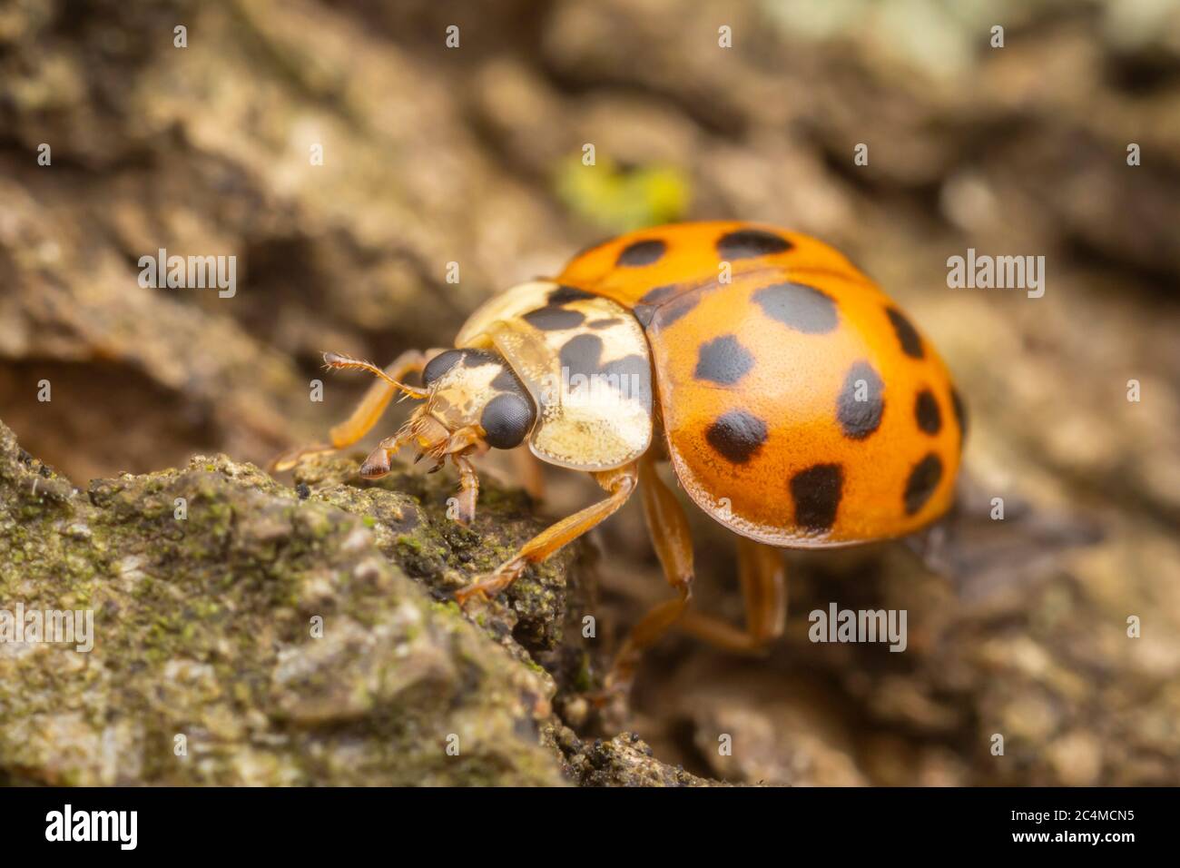 Asian Lady Beetle (Harmonia axyridis) Stock Photo
