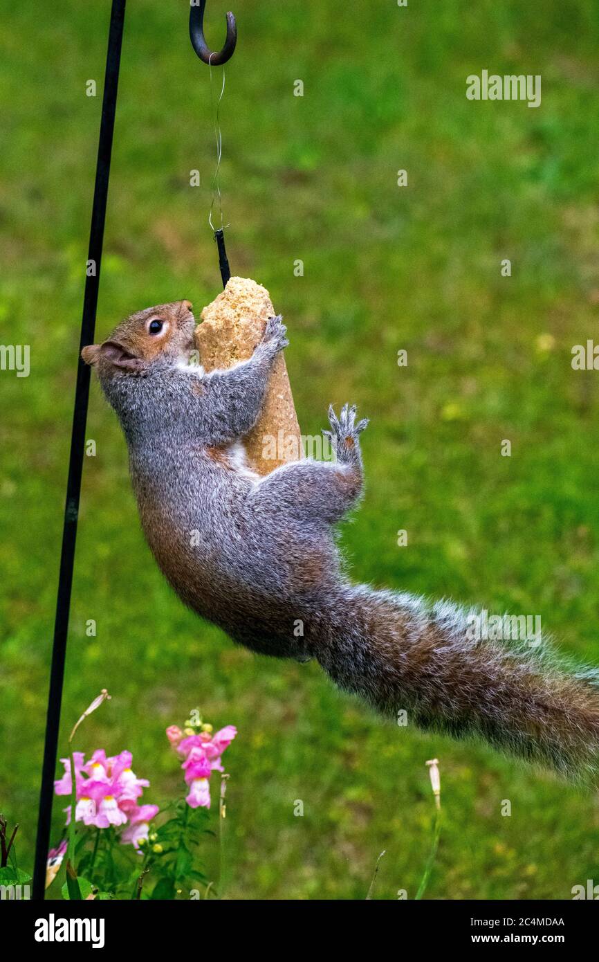 Gray squirrel jumping hires stock photography and images Alamy