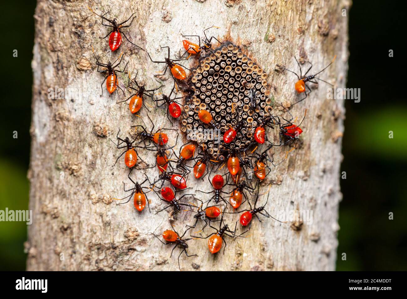 Recently hatched Wheel Bug (Arilus cristatus) nymphs congregate around