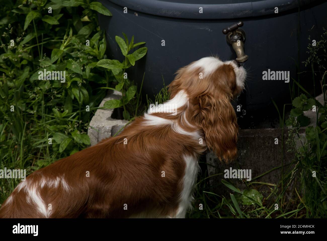 cavalier king charles spaniel drinking lots of water