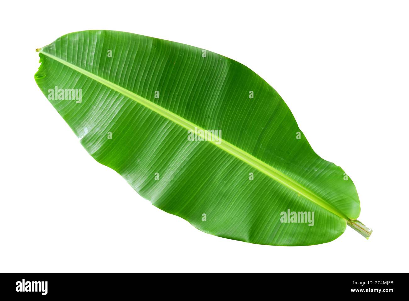 banana leaf isolated on white background and blue sky, with clipping path.  HD Image and Large Resolution. can be used as wallpaper Stock Photo - Alamy