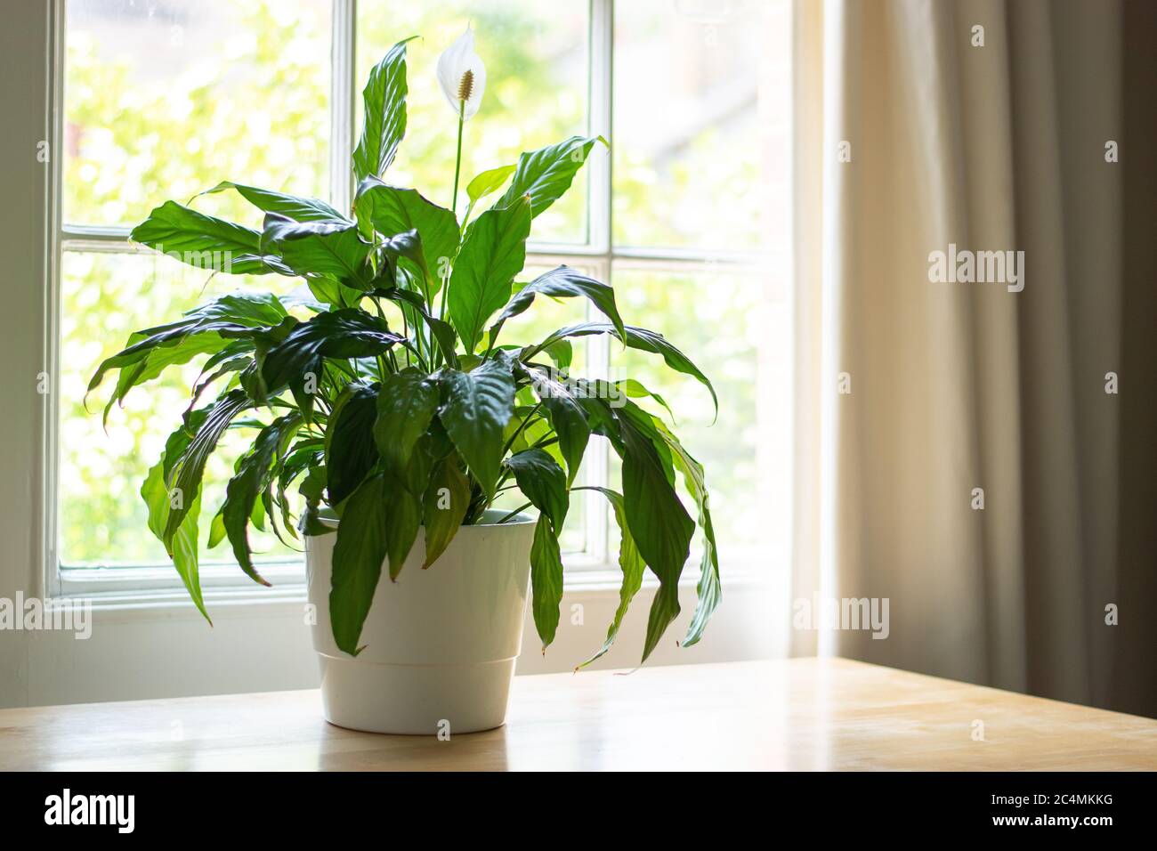 House plant next to a window in a beautifully designed interior. Stock Photo