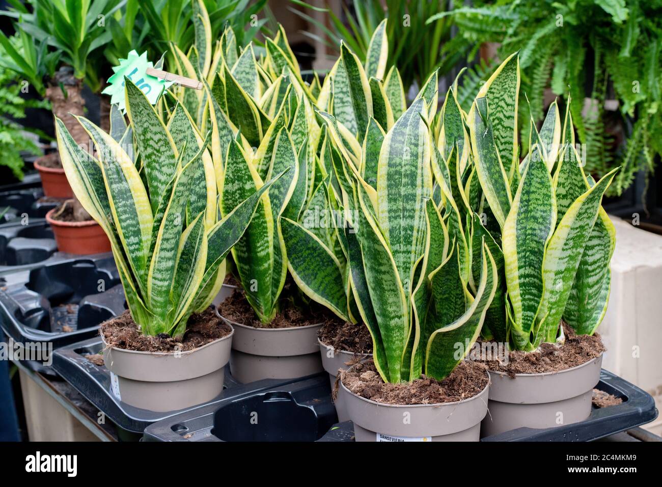 Snake plants being sold at a market stall in London. Indoor house plants. Stock Photo