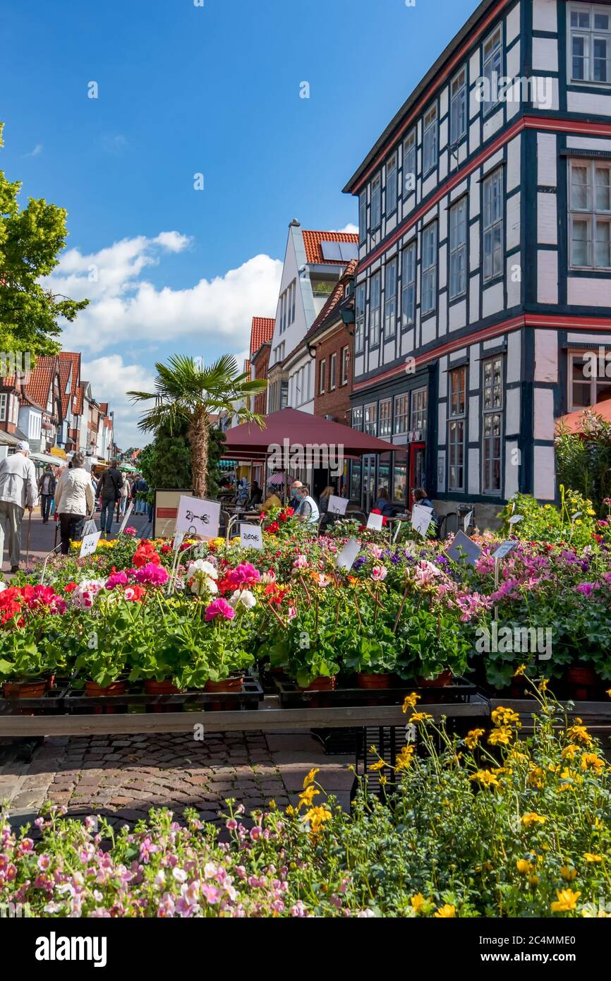 flower sales at the weekly market in Nienburg Stock Photo