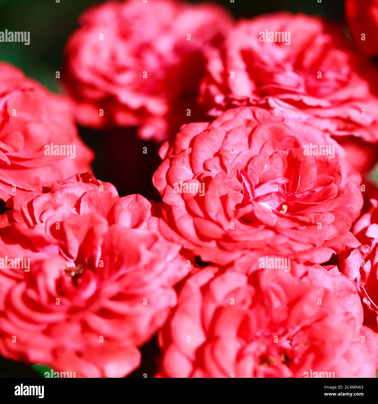 Roses. Delicate background with blooming rose flowers. Rose garden ...
