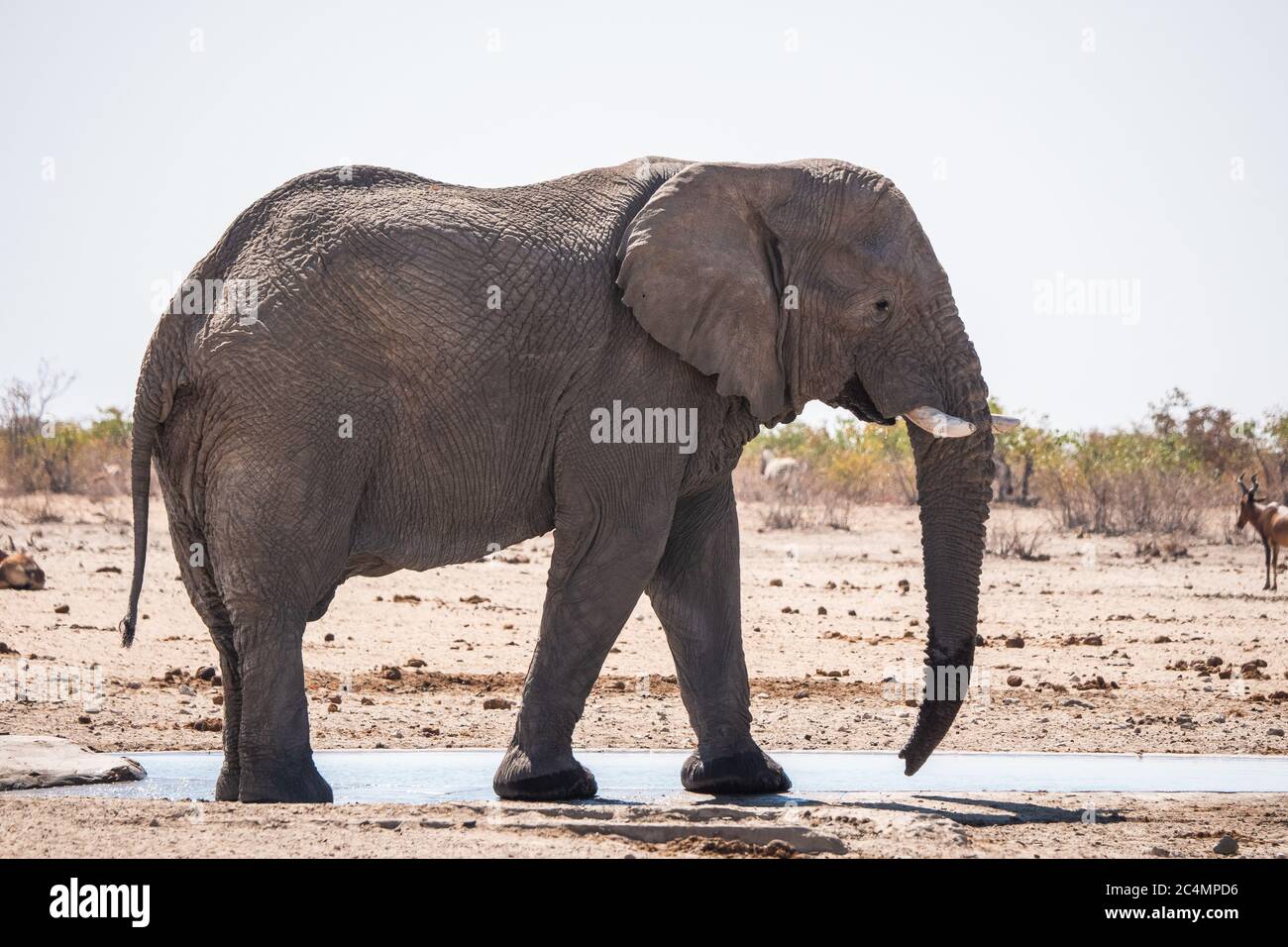 Rogue, Male Elephant Bull Standing at Tobiroen Waterhole in Etosha National  Park, Namibia, Africa in the Dry Season Stock Photo