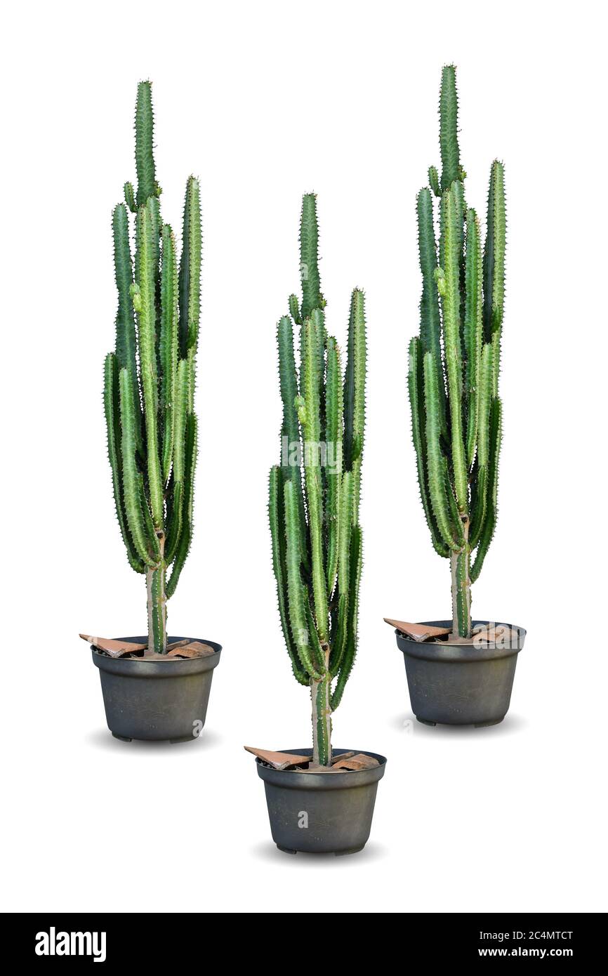 cactus plants in a pot isolated on white background. HD Image and Large Resolution. can be used as desktop wallpaper Stock Photo