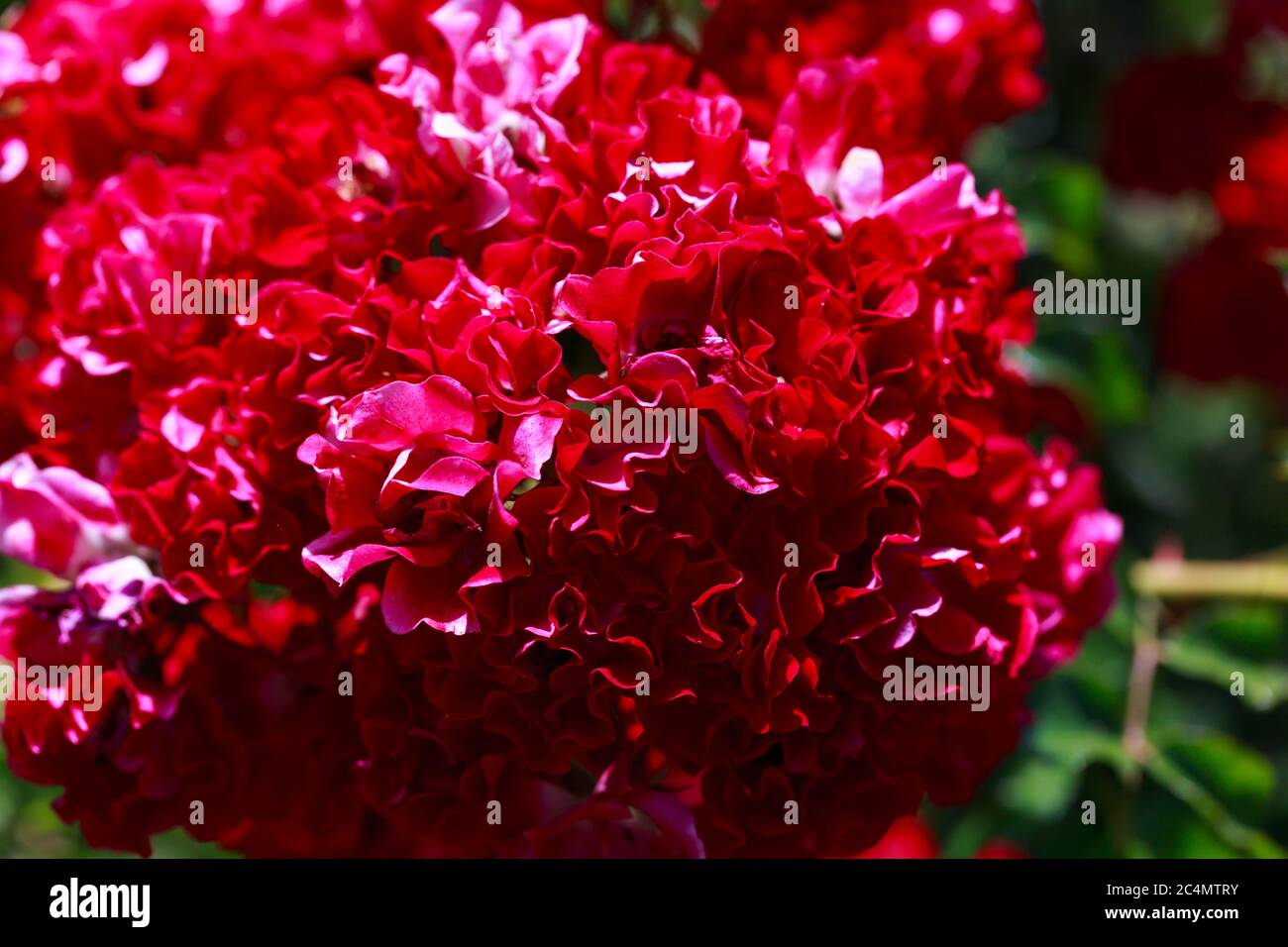 Bright red roses. Background of blooming roses flowers. Sunny natural ...