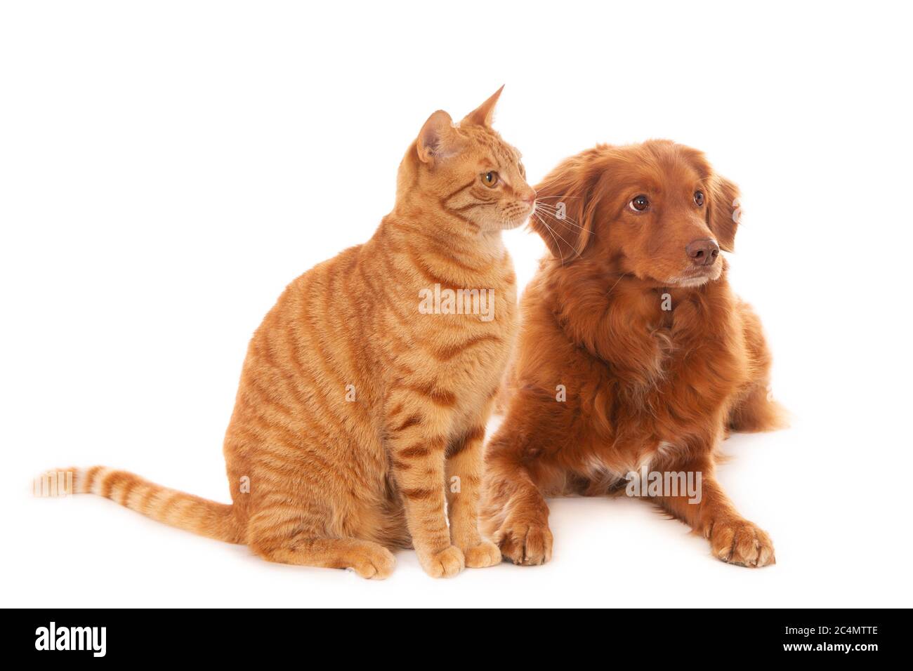 Are Ginger Cats Good With Dogs