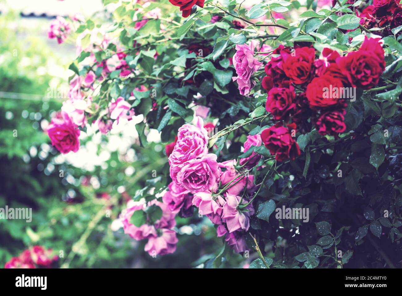 Pink Rose, beautiful nature background Stock Photo - Alamy