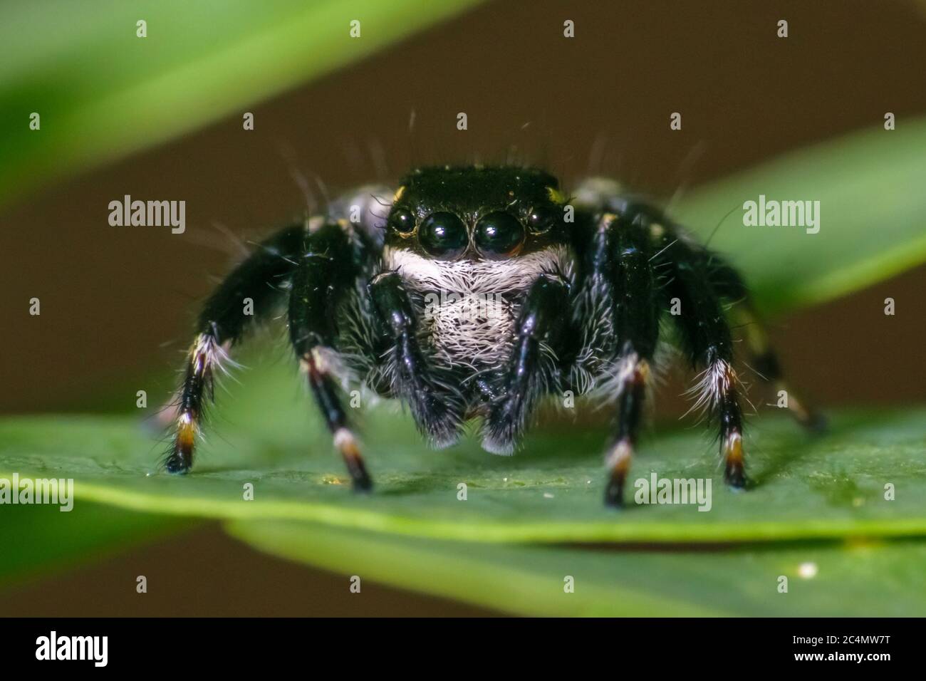 Black jumping spider sitting on a leaf super macro shot Stock Photo