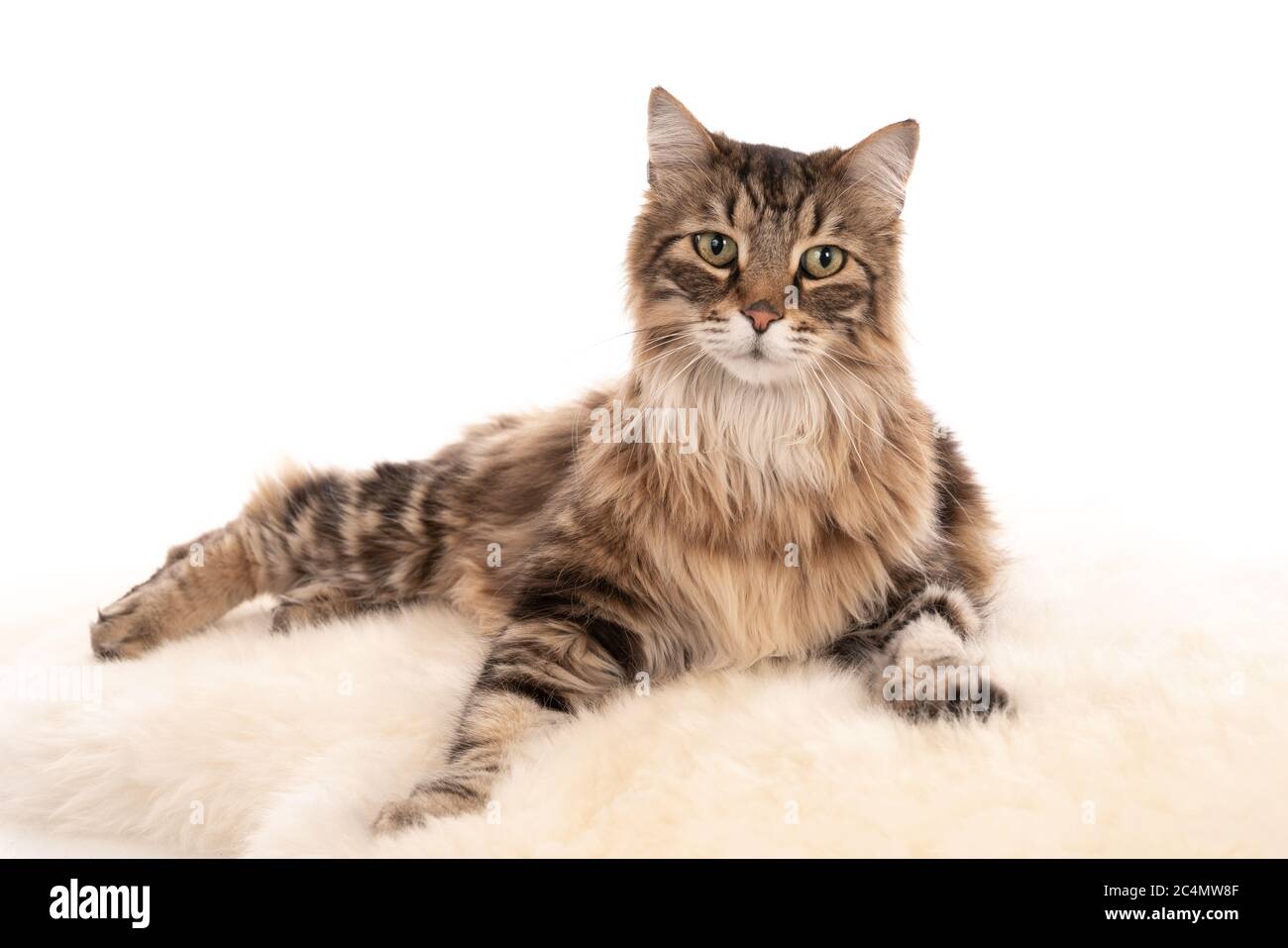 Isolated shot of longhaired gray tabby cat lying in front of white