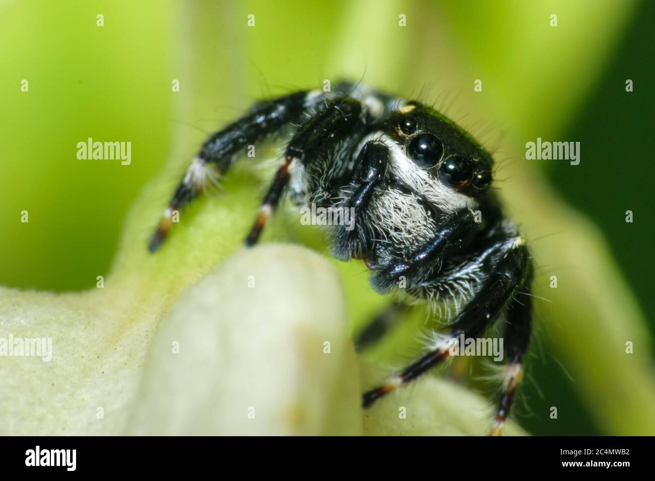 Black jumping spider sitting on a leaf super macro shot Stock Photo