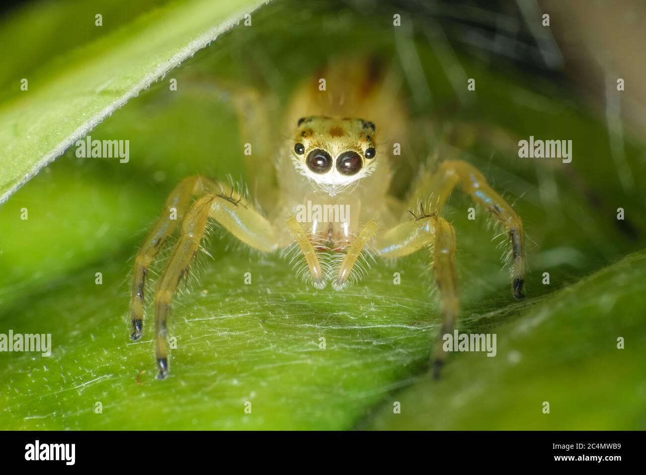 Ultra macro shot of a yellow jumping spider. Sitting on a green leaf ...