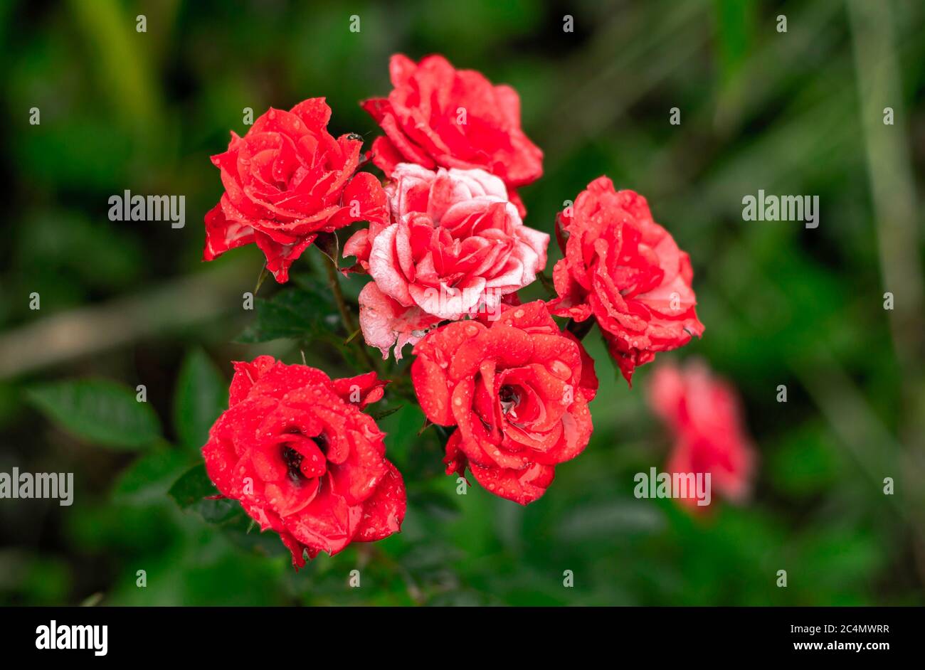 Roses in a Garden Stock Photo