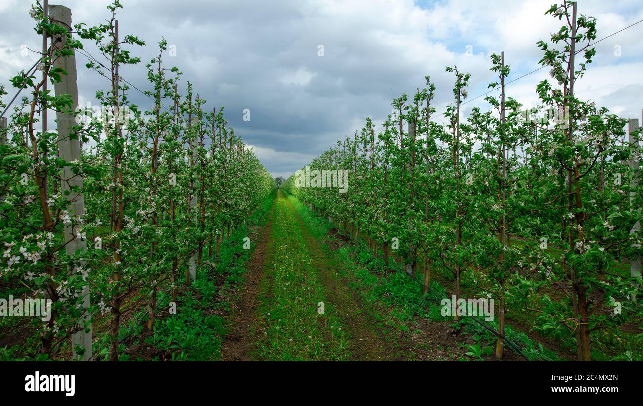 Road with grass at farm. Plantation with apple trees with dark clouds