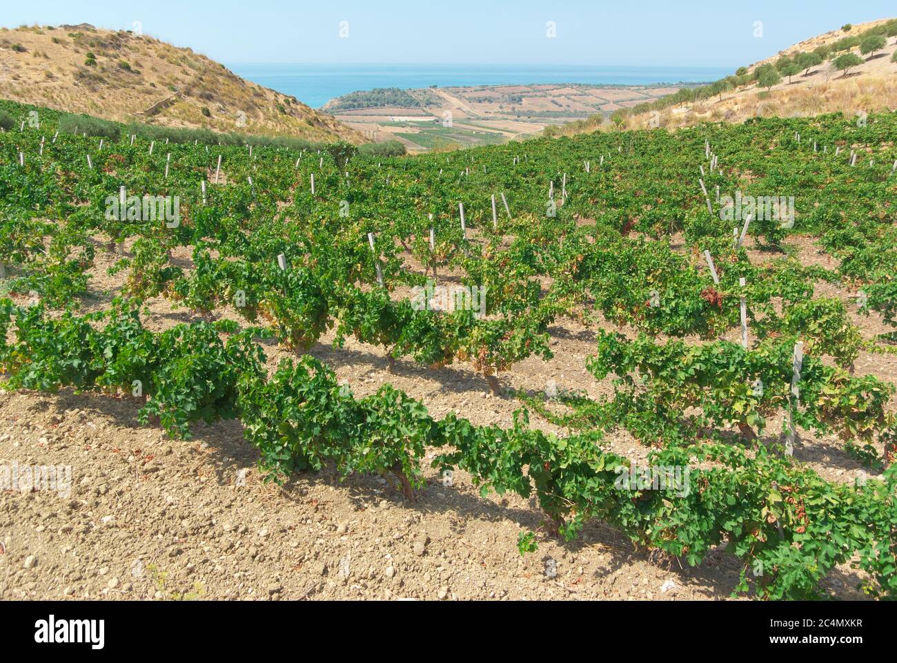 vineyard with the sea at horizon in a scenic hill countryside of Sicily in summer Stock Photo