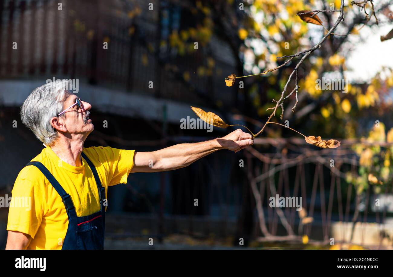 Man punching autumn leaves from the tree in the yard Stock Photo