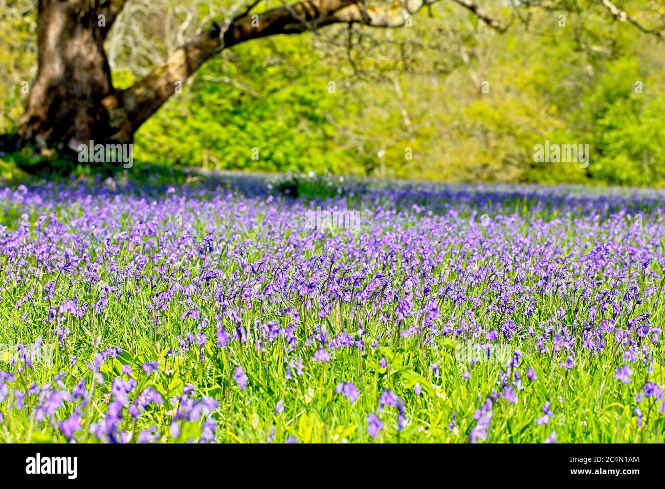 A mass of Bluebells (Hyacinthoides non-scripta) growing under trees at Enys House, Cornwall, England, UK. Stock Photo