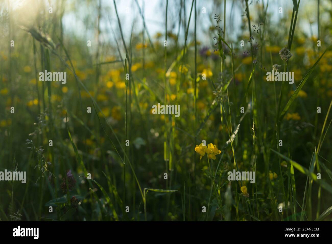 Field of beautiful wildflowers in a forest Stock Photo - Alamy