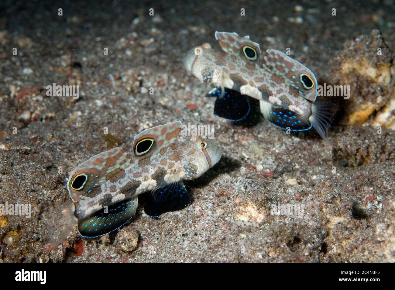 Twinspot Gobies, Signigobius biocellatus, pair with extended fins, Tolok Lohsera dive site, Komodo Island, Komodo National Park, Indonesia Stock Photo