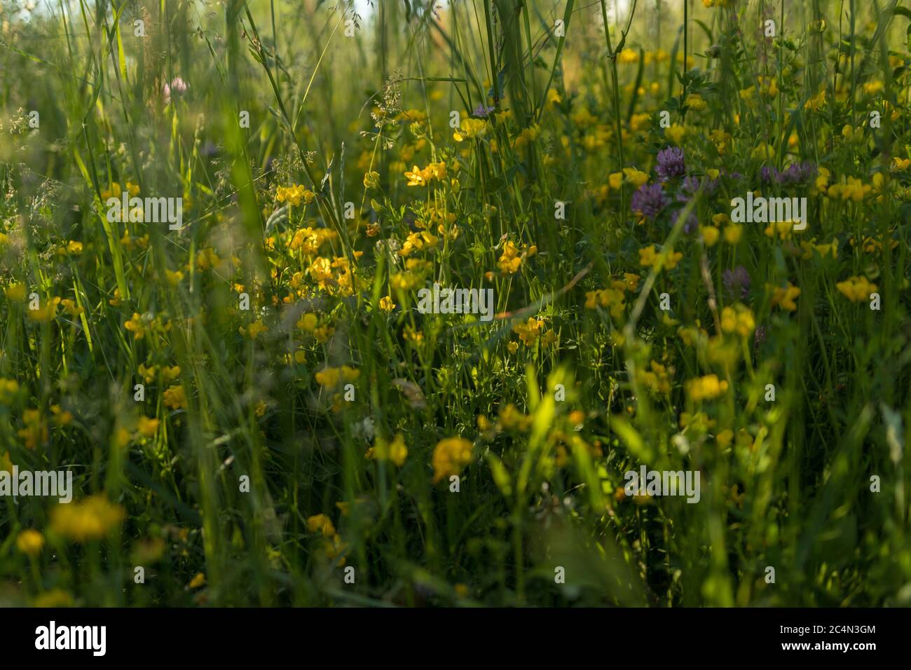Field of beautiful wildflowers in a forest in the sunlight Stock Photo ...