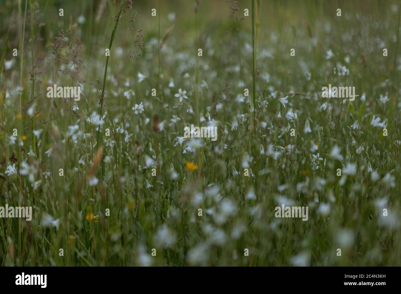 Field of beautiful wildflowers in a forest in the sunlight Stock Photo ...