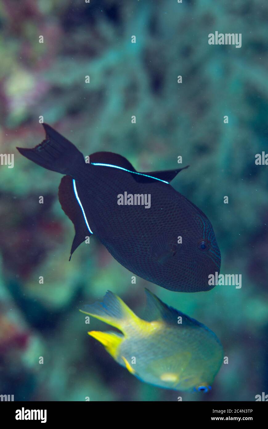 Black Triggerfish, Melichthys niger, Kadola dive site, Pulau Penyu, Banda Sea, Indonesia Stock Photo