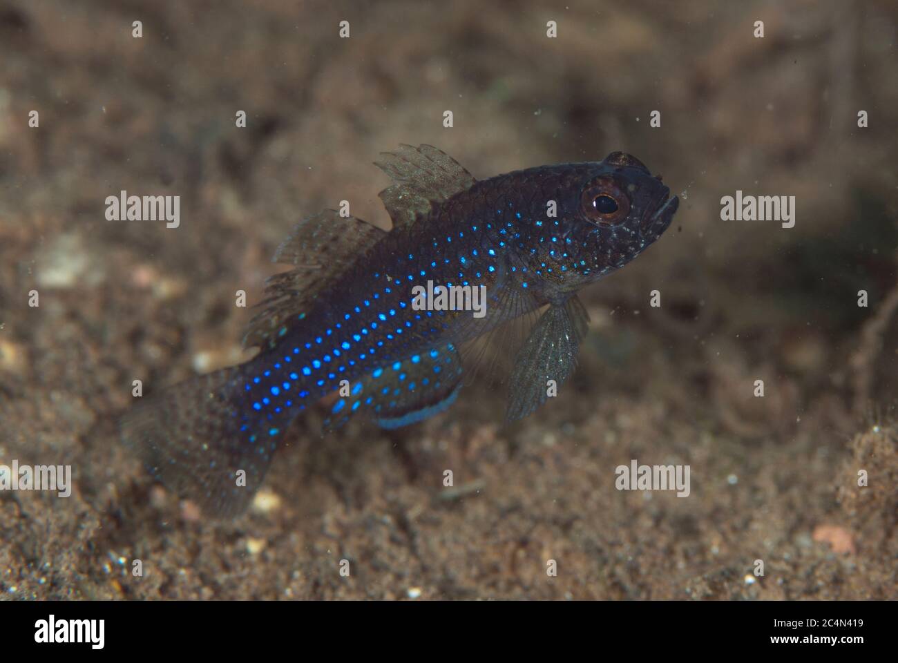 Blackfoot Goby, Asterropteryx atripes, on sand, Wudong Bay, Maumere, Flores, Indonesia Stock Photo