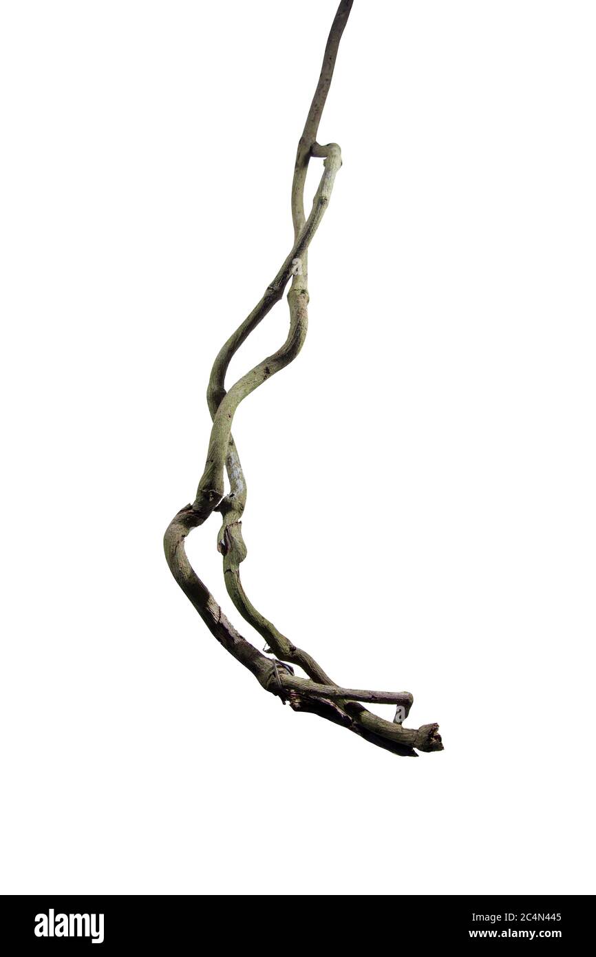 wood root. Spiral twisted jungle tree branch, vine liana plant isolated on white background, nature frame jungle border, Floral Desaign. clipping path Stock Photo