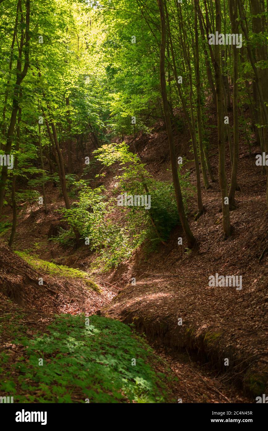 Beautiful scenery of a forest with greenery and a lot of tall trees ...