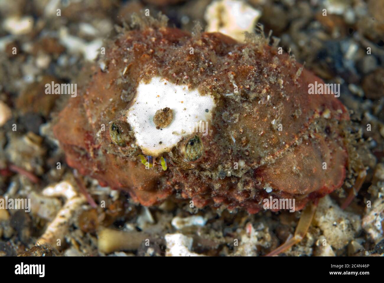 Box Crab,m Calappa sp, with white spot, Nudi Falls dive site, Lembeh Straits, Sulawesi, Indonesia Stock Photo