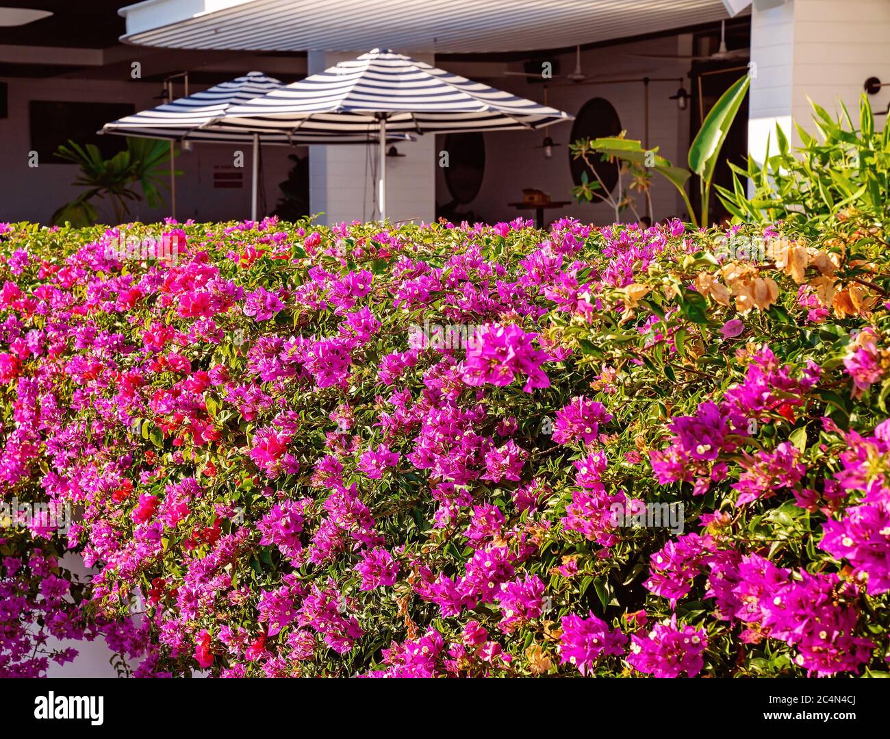 A hedge of bright pink bougainvillea in front of an outdoor area at a luxury resort hotel Stock Photo