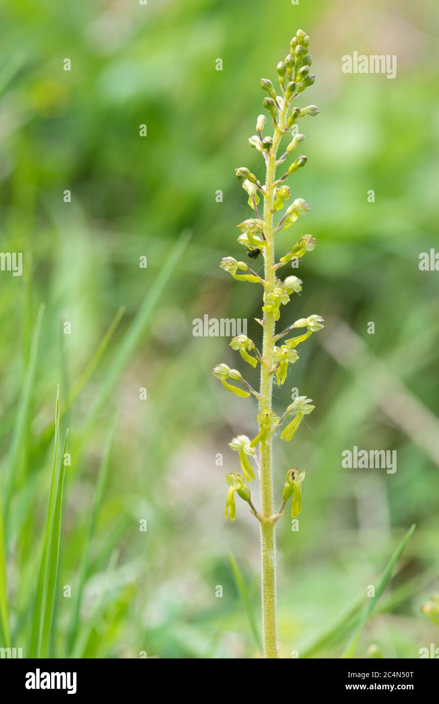 Neottia ovata, Twayblede, flower spike Stock Photo