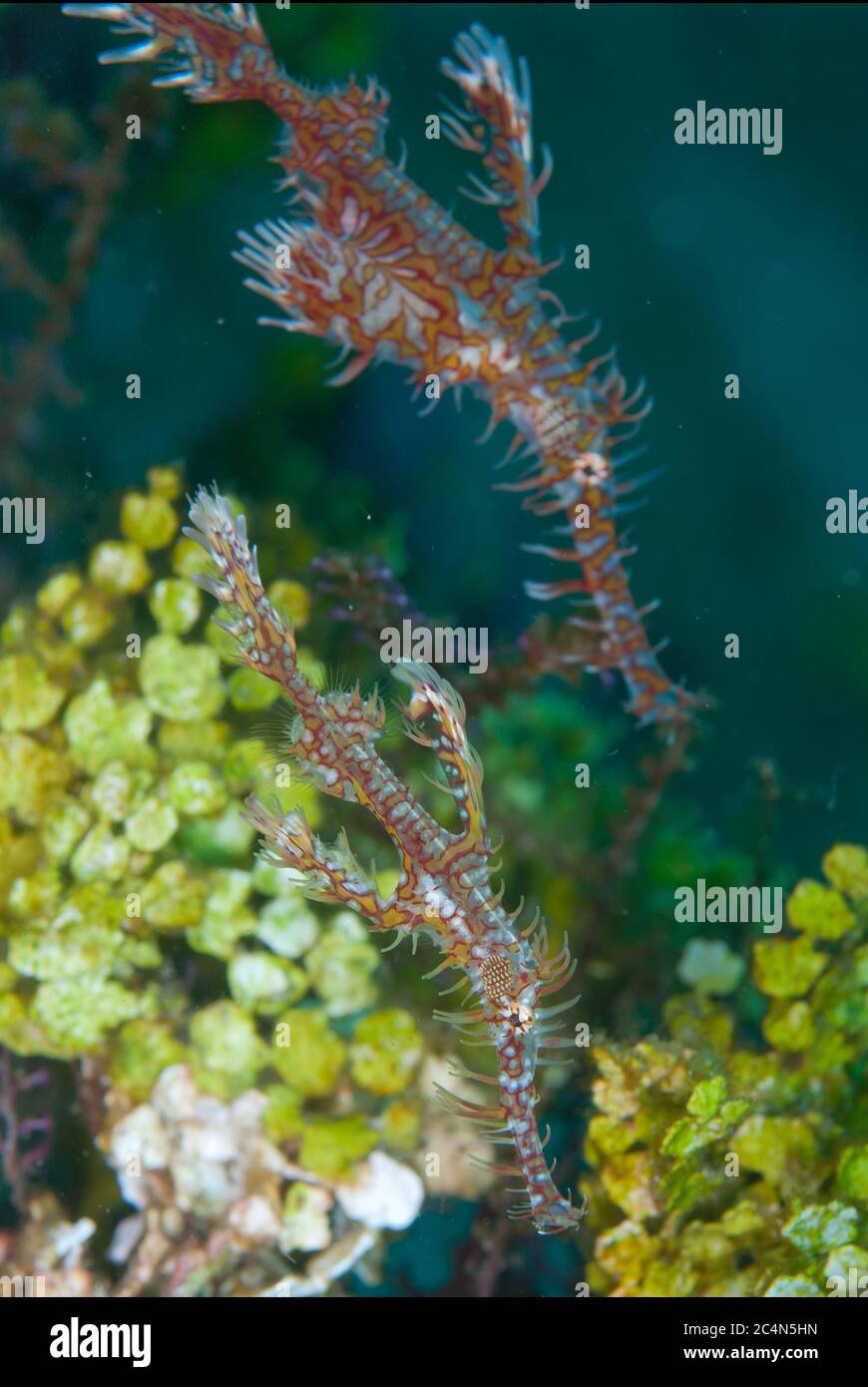 Pair of Ornate Ghost Pipefish, Solenostomus paradoxus, The Brewery dive site, Lembata Island, East Flores, Indonesia Stock Photo