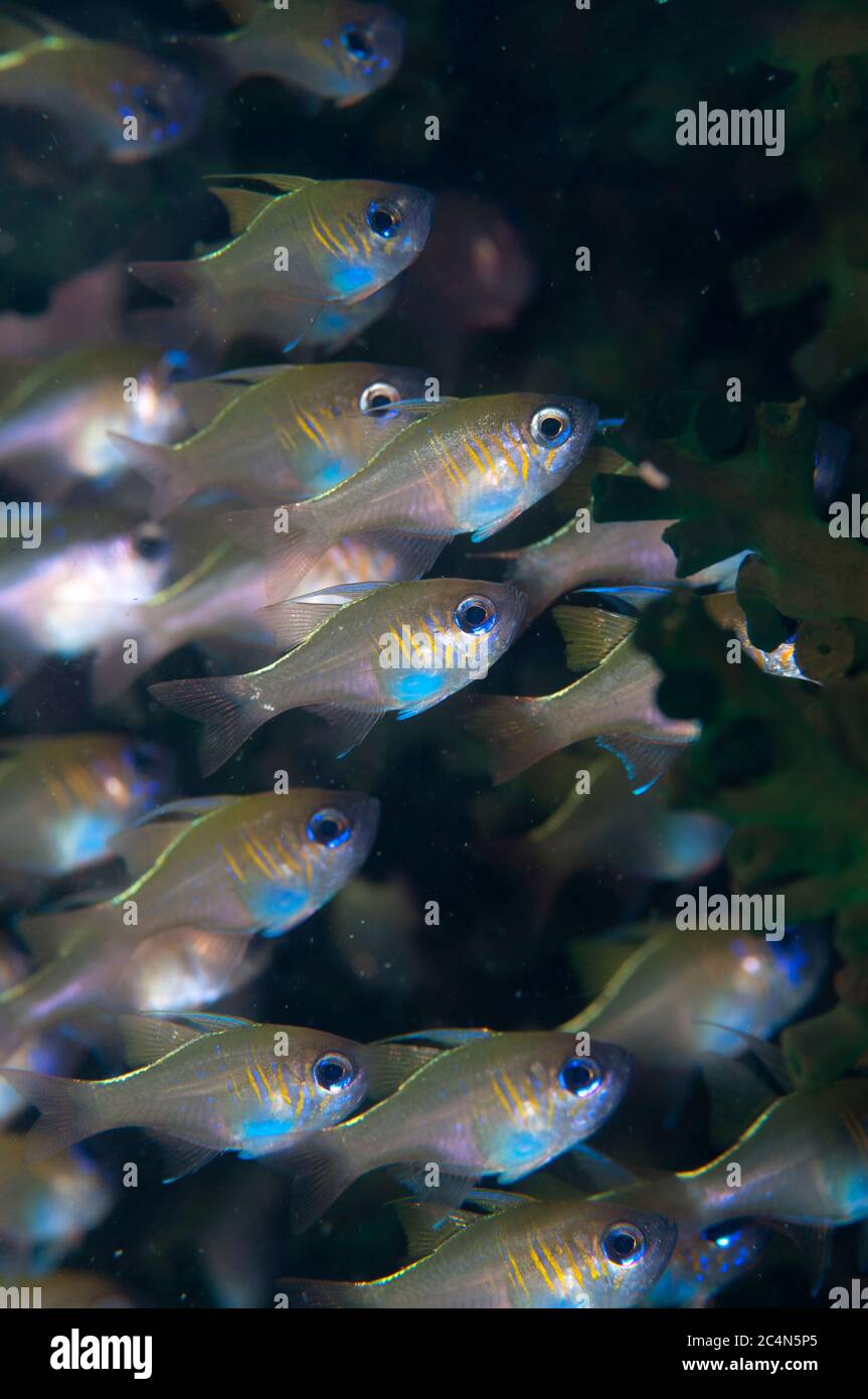 School  of Threadfin Cardinalfish, Apogon leptacanthus, Cardinal Point dive site, Lembata Island, East Flores, Indonesia Stock Photo