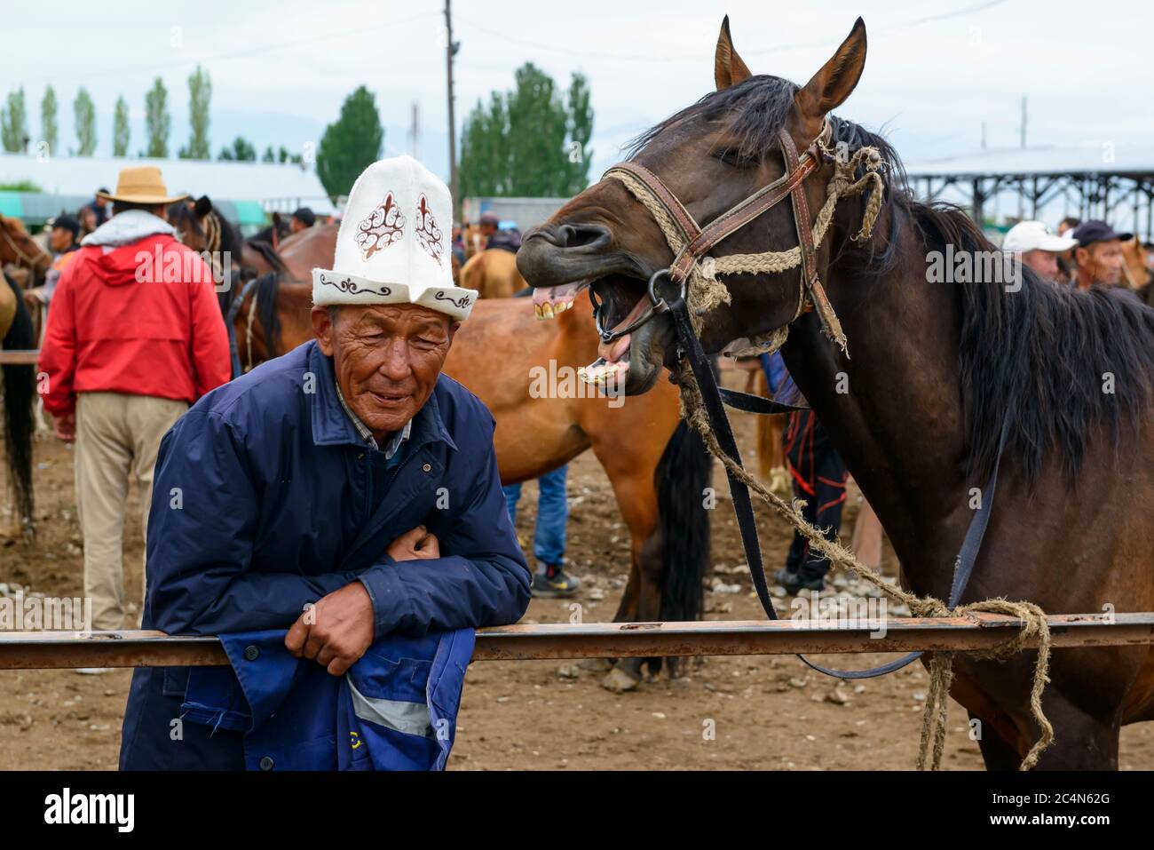 Animal market in Karakol, Kyrgyzstan. Horse showing his teeth. Stock Photo