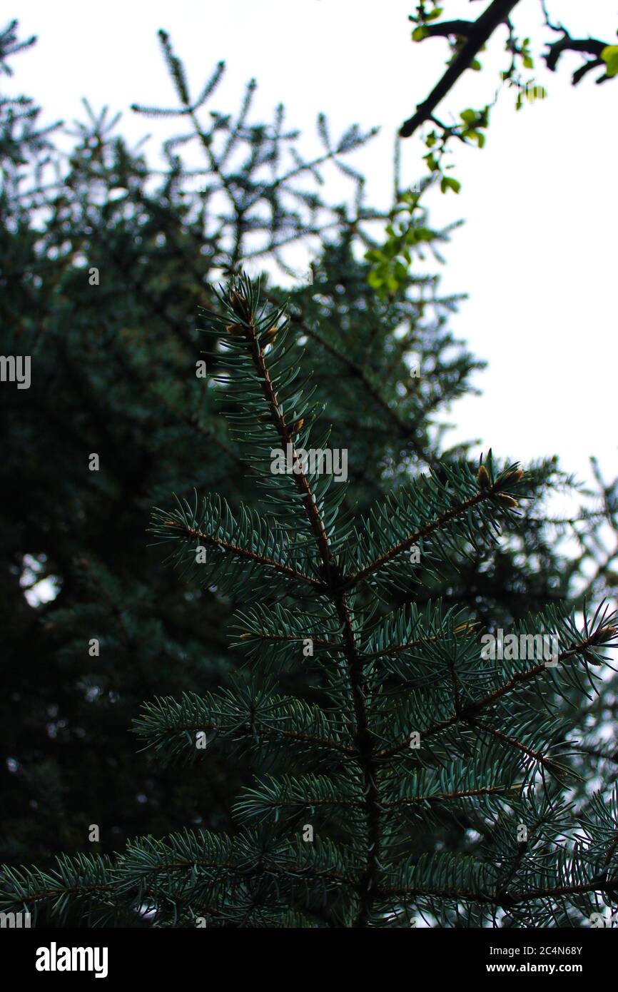 Low angle shot of a pine tree branch on white sky background Stock ...