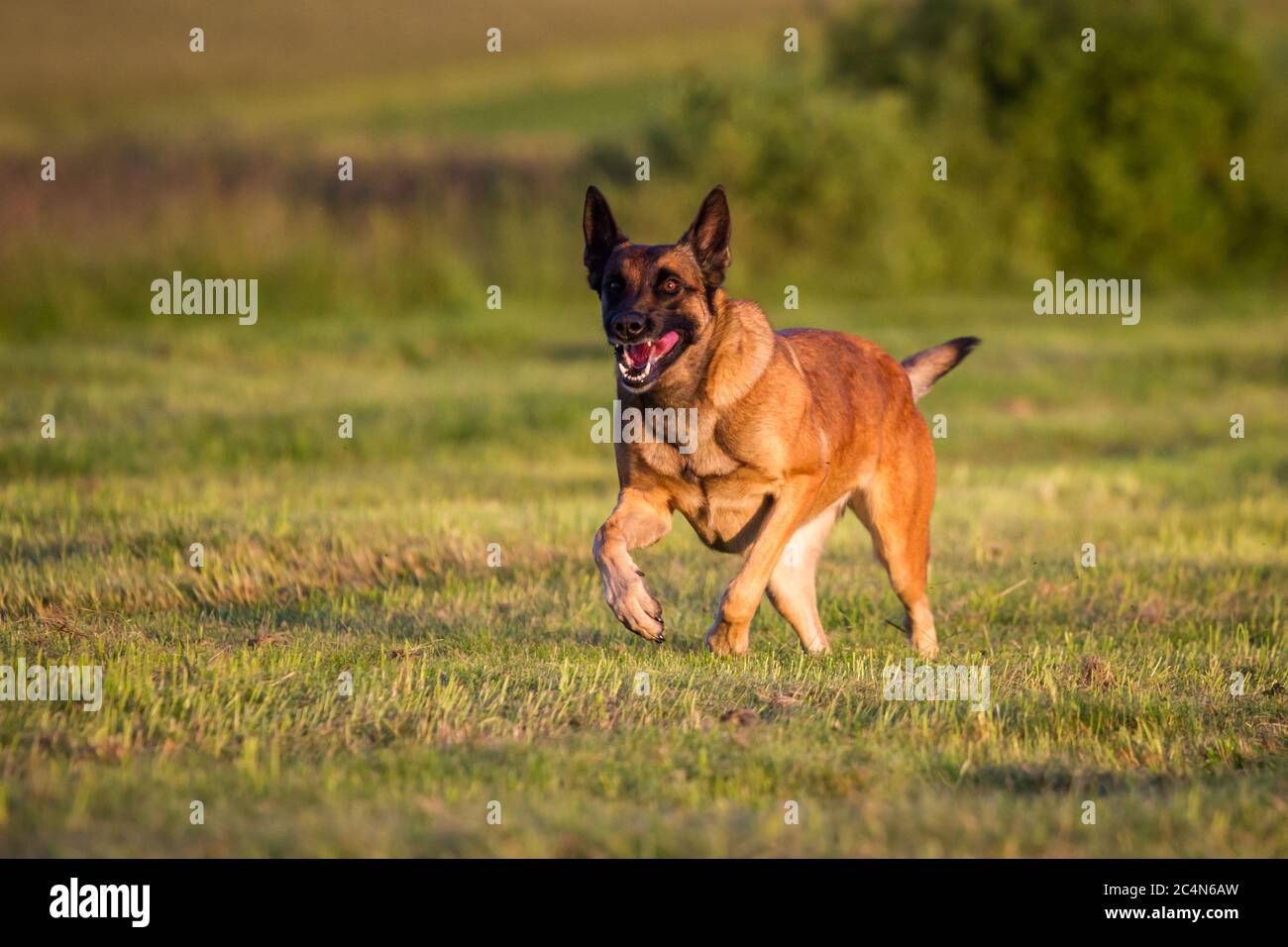 Belgian Shepherd Dog (Malinois) running Stock Photo